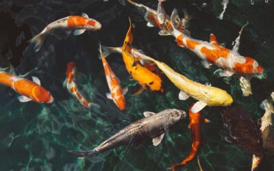 5 Interesting Facts about Koi from Our Mount Vernon Pond Supply Company
