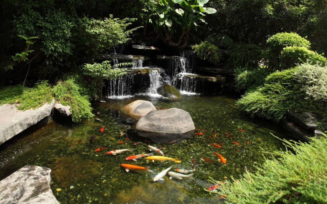 What kind of fish should I choose for my pond?