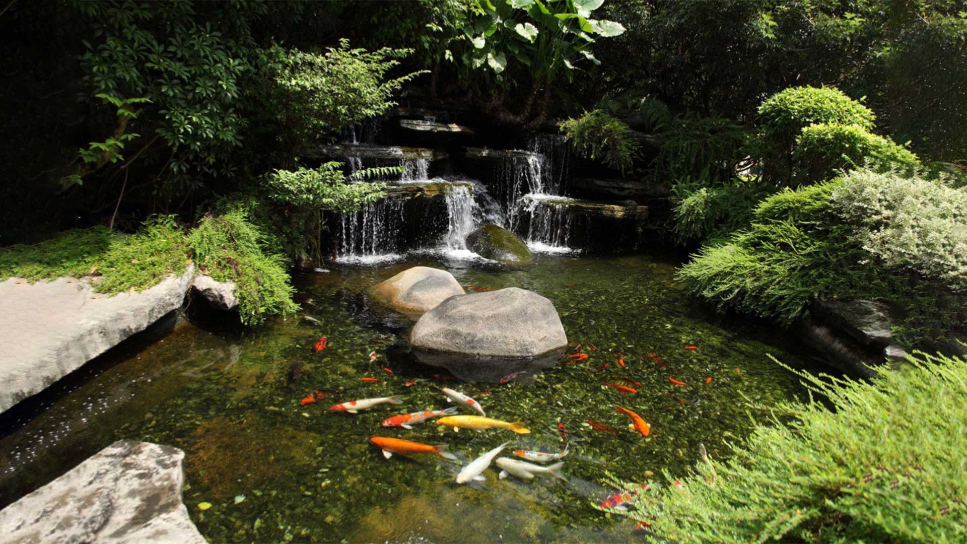 larger-pond-with-koi-fish-waterfall-pond-supply